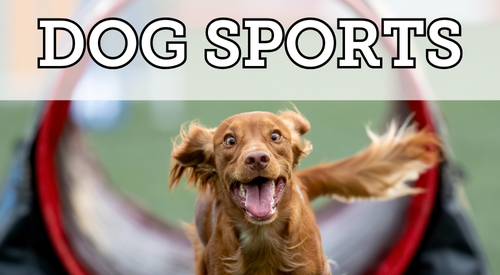 Dog Sports