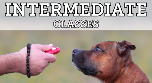 Intermediate Classes