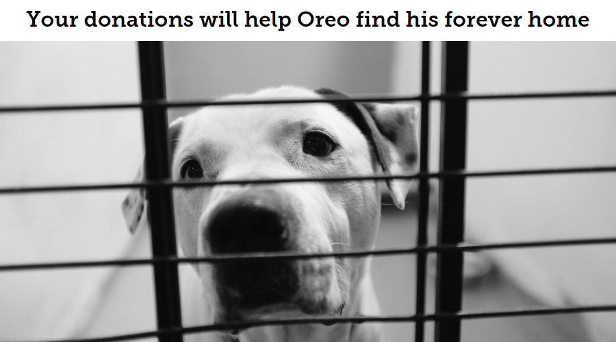 Help Oreo Find His Forever Home