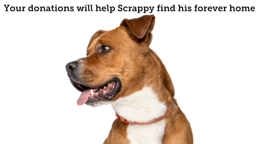 Help Scrappy Find His Forever Home