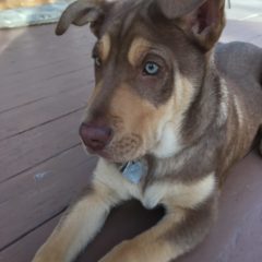 Teddy3