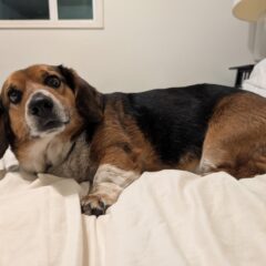 Millie 2
