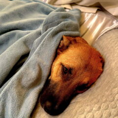 Milo Snuggle Buddy