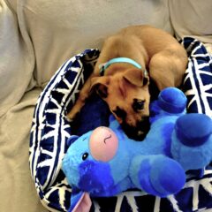 Milo And His Baby Stuffy