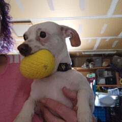 Ziggy 2